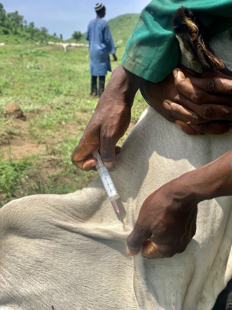 cow being administered CBPP vaccination